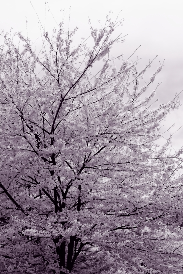 2012 03 29 9999 77ebw